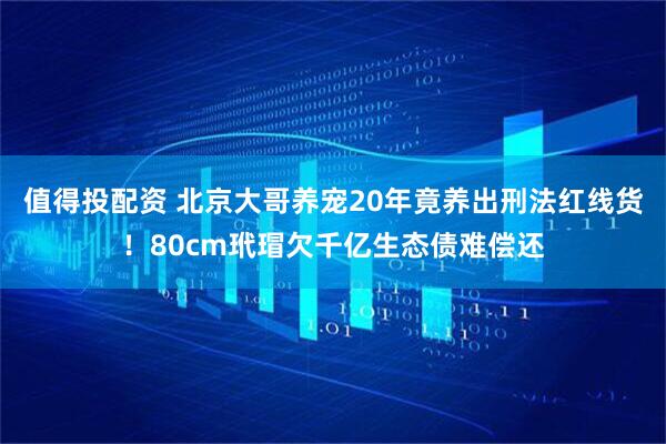 值得投配资 北京大哥养宠20年竟养出刑法红线货！80cm玳瑁欠千亿生态债难偿还